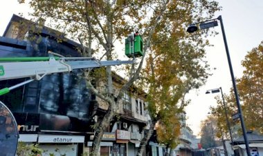 Ağaçlar Bakıma Alındı