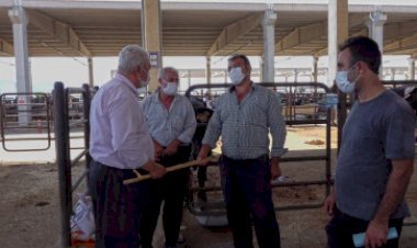 Canlı Hayvan Borsasında ‘Kontrollü’ Satışlar Başladı