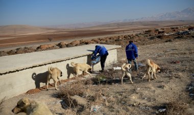 Sokak Hayvanları İçin Yem Bıırakıldı