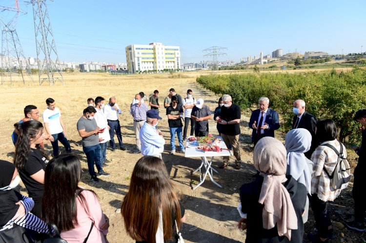 KSÜ’de Uygulamalı Nar Hasadı