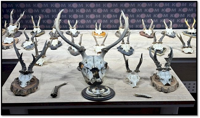 KAHRAMANMARAŞ’TA KARACA VE GEYİK TROFESİ KAÇAKÇILIĞI OPERASYONU
